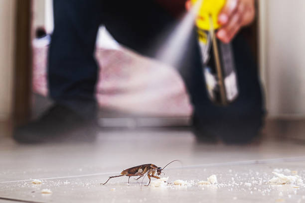 Best Affordable Pest Control Services  in Headland, AL